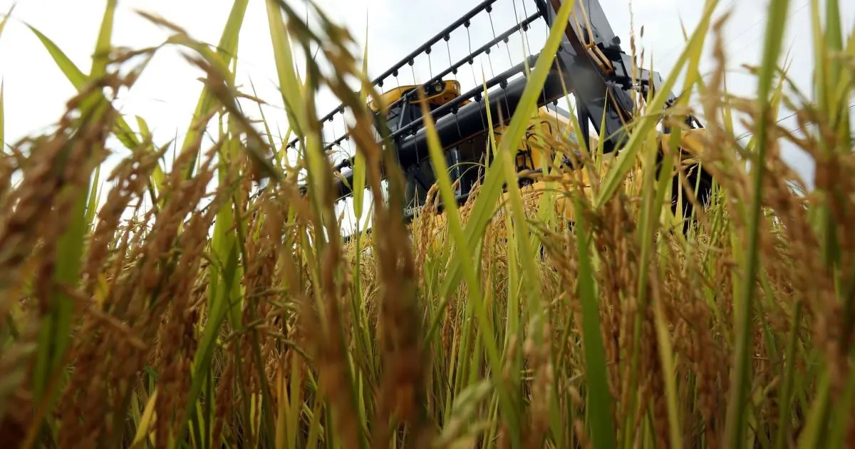 Tarifaço: Arroz, mel e etanol serão taxados por trabalho forçado
