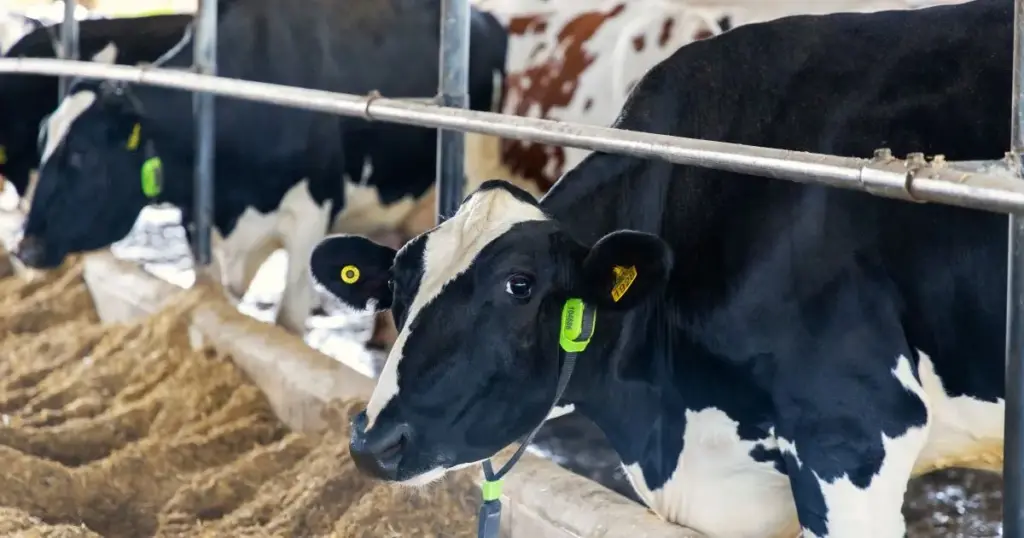 Vacas tokenizadas movimentam R$ 100 mil na primeira operação na B3