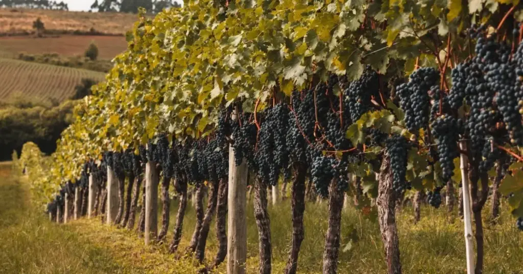 Chuvas atrasam colheita de uvas para vinhos de inverno em MG e SP