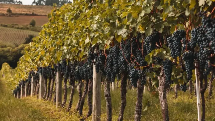 Chuvas atrasam colheita de uvas para vinhos de inverno em MG e SP