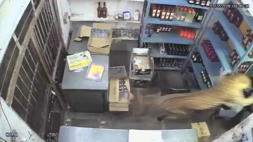 Vídeo: Leopardo pula sobre balcão e ataca comerciante na Índia