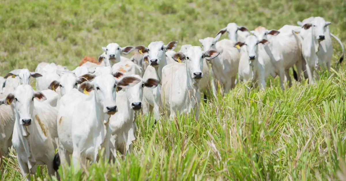 Proibição de antimicrobianos pode reduzir produtividade em até 7%