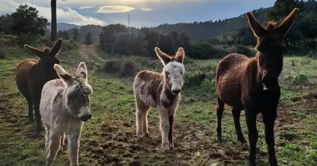 Burros ‘bombeiros’ estão ajudando a apagar incêndios florestais na Espanha