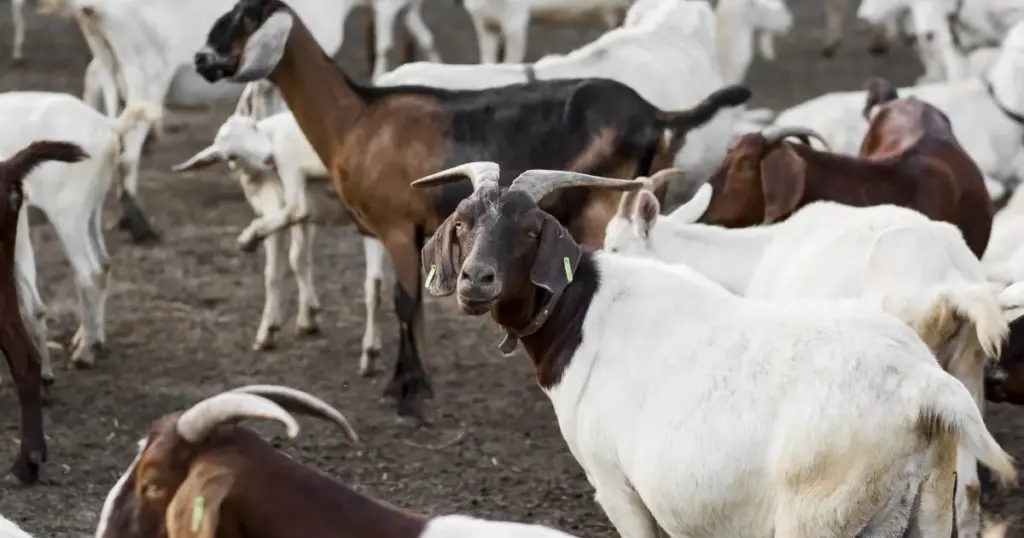 Cabras adoram bater cabeças umas nas outras, mas isso pode causar danos