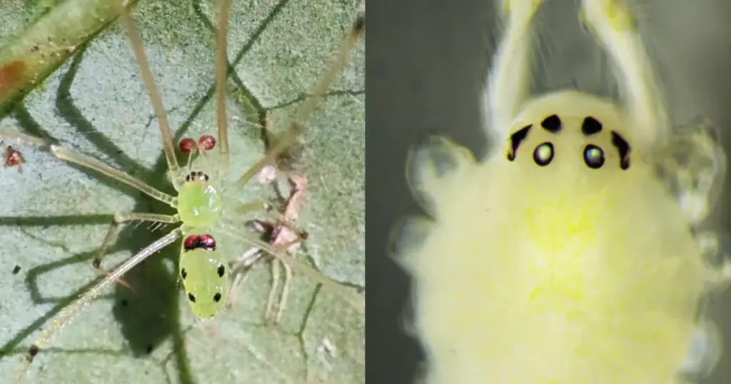 Nova espécie de aranha com “carinha feliz” é descoberta na Índia; veja