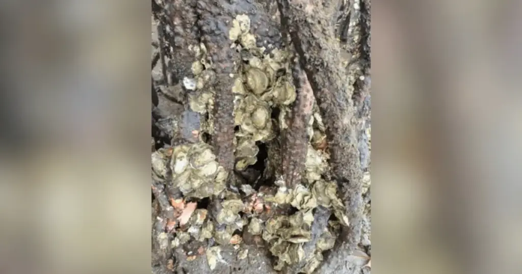 Espécie invasora está chegando ao litoral brasileiro e ameaça nativas