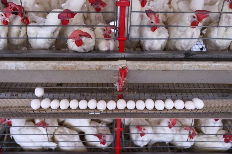 USDA aponta crescimento no alojamento de frangos nos EUA
