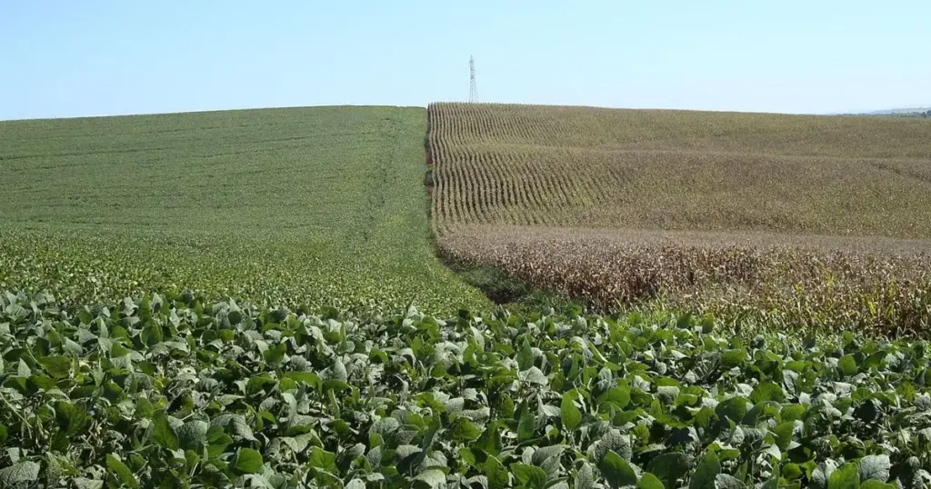 USDA aponta avanço da safra e boas condições para milho e soja nos EUA