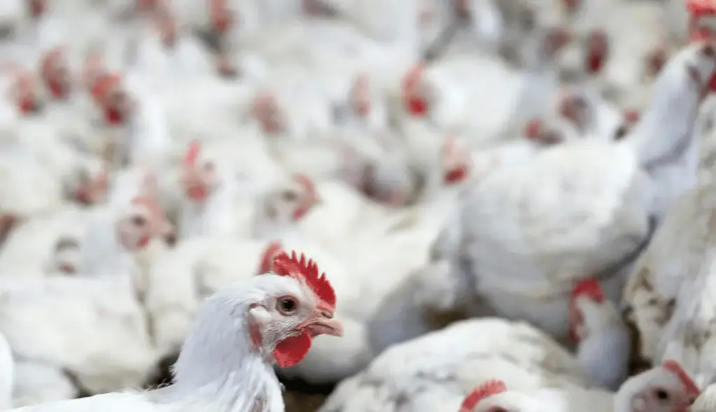 Mercado de frango no Brasil passa por momento de oferta excessiva