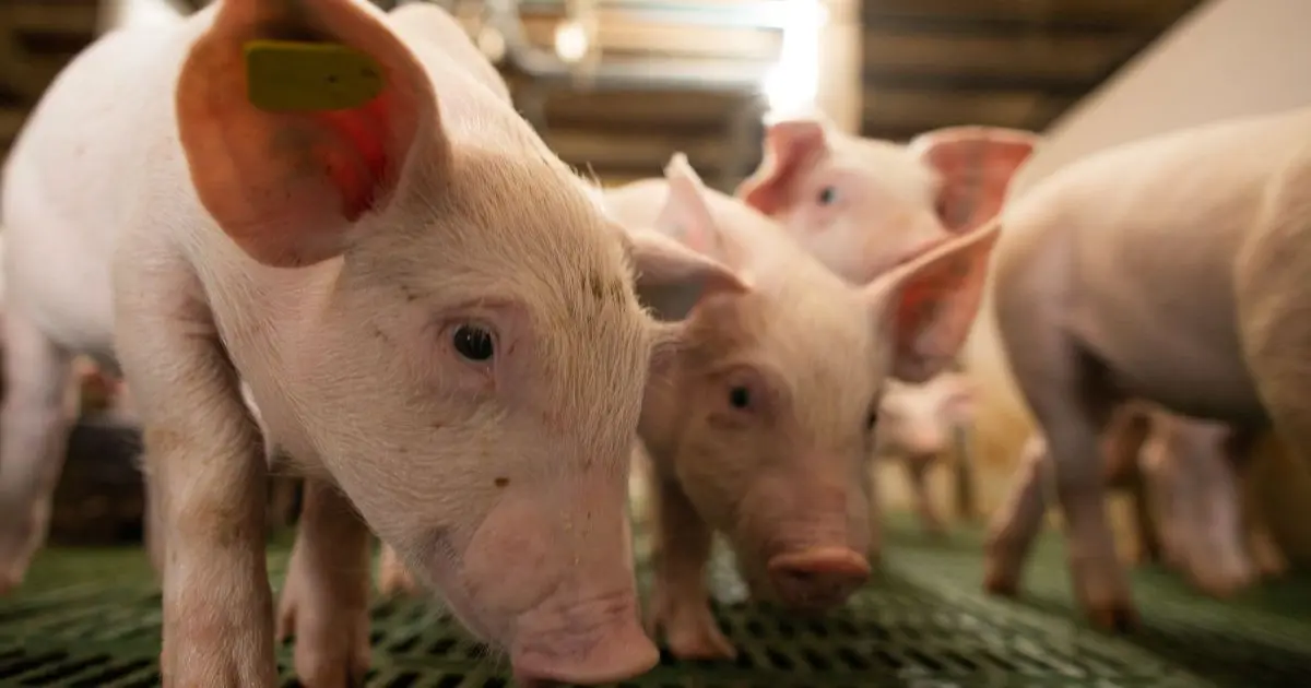 Volume de carne suína exportada sobe em julho de 2026, mas receita recua
