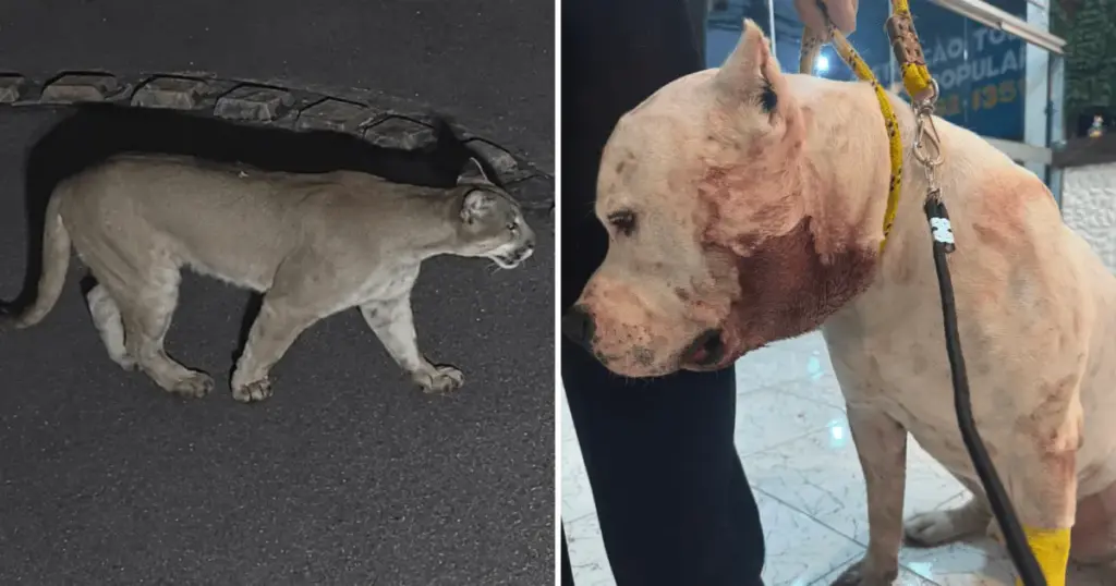 Onça-parda invade condomínio e ataca pitbull na zona Norte de SP