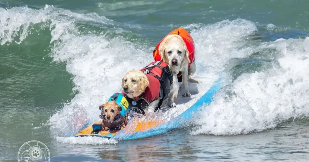Cães participam de Campeonato Mundial de Surfe; veja fotos