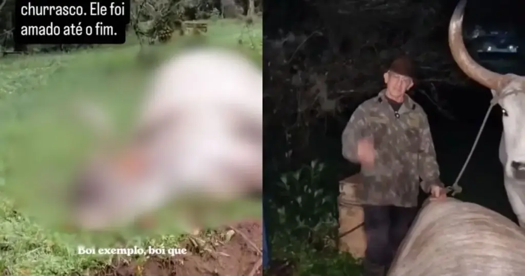 Morre boi Tigrinho, considerado o mais velho do Brasil, com 33 anos, em SC
