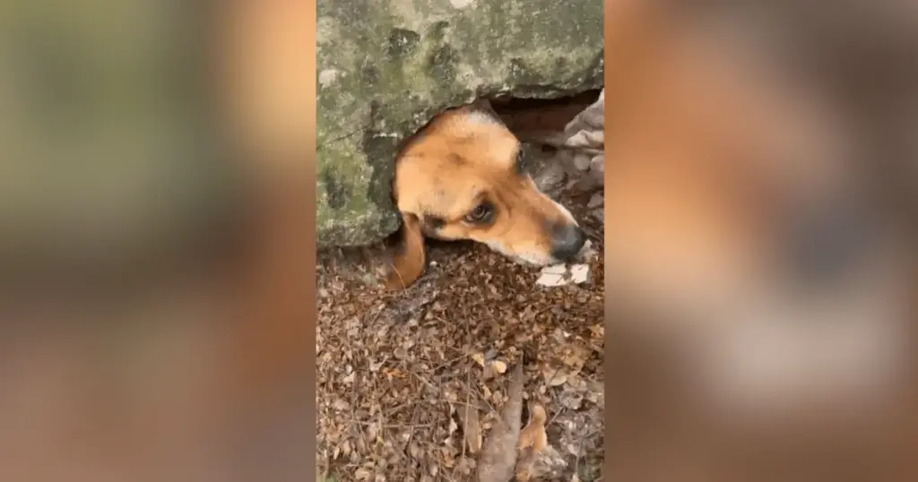 Cachorro fica com a cabeça entalada em muro ao tentar alcançar pudim na rua
