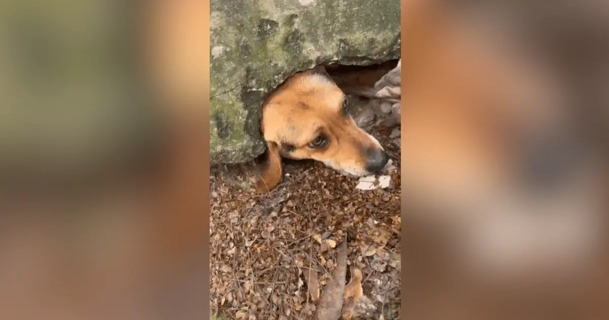 Cachorro fica com a cabeça entalada em muro ao tentar alcançar pudim na rua