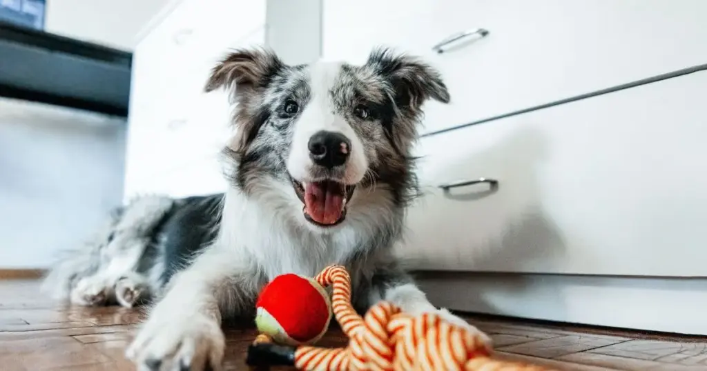 Cérebro canino consegue perceber expressões faciais negativas diferentes