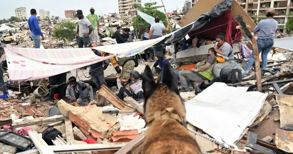 Como cães farejadores ajudam a encontrar sobreviventes em terremotos