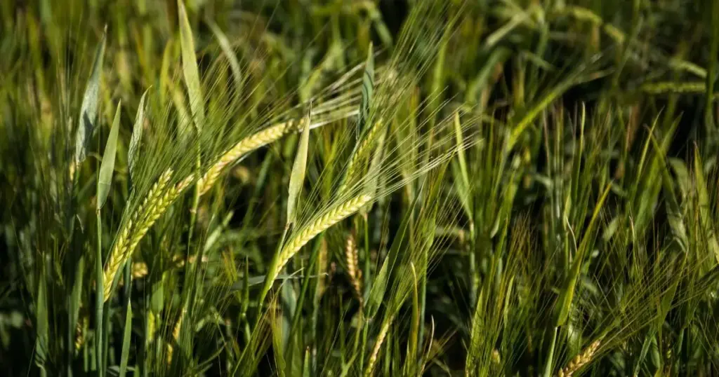 Safra recorde de cevada move expansão da indústria de bebidas no Paraná