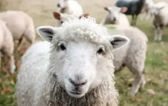 Expointer: lã pode valer quatro vezes mais para ovinocultor gaúcho