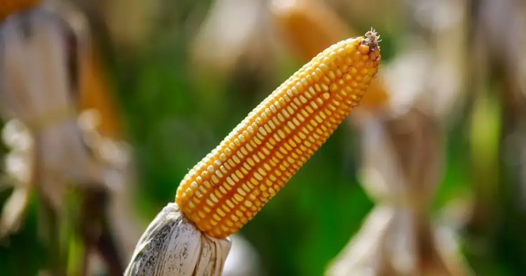 USDA eleva projeções da safra de milho e soja do Brasil e dos EUA