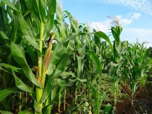 Mercado de grãos: milho sobe, soja tem demanda aquecida e trigo perde área