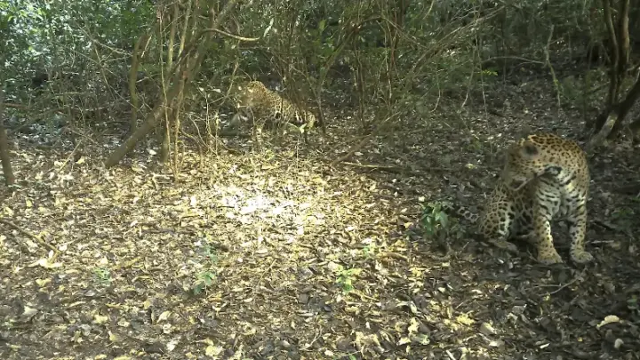 Onças formam casal inesperado em Parque Nacional do Iguaçu
