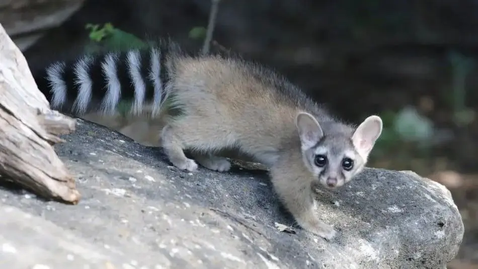 Pesquisadores documentam avistamentos de “guaxinim raro” nos EUA