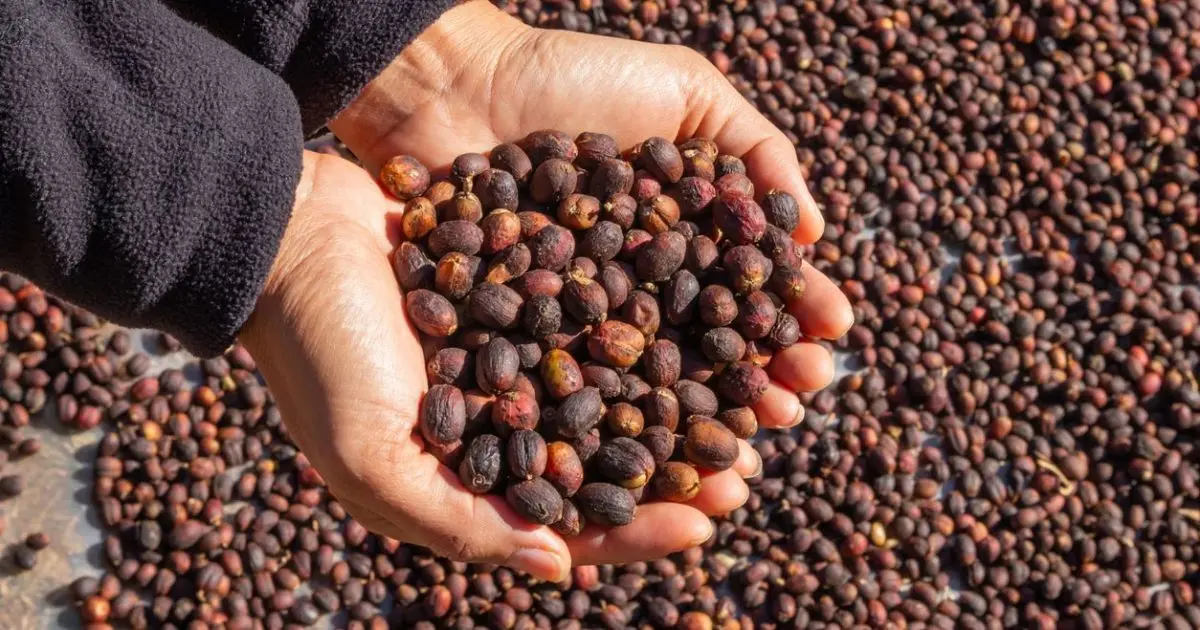 Espírito Santo testa gás natural na secagem de café em projeto inédito