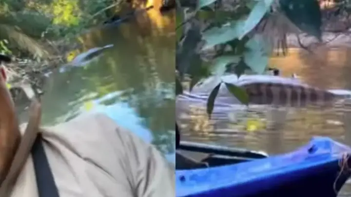 Pescador encontra sucuri gigante descansando de barriga cheia em rio do MS