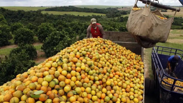Cascas de laranja jogadas em área degradada em parque na Costa Rica transformaram local em floresta tropical