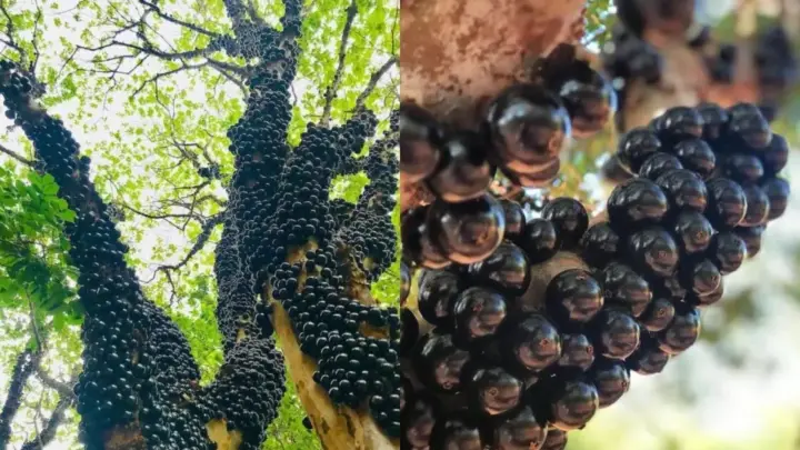 Maior fazenda de jabuticabas do mundo com 42 mil pés fica em Goiás e virou atração turística com desafio que ninguém consegue completar