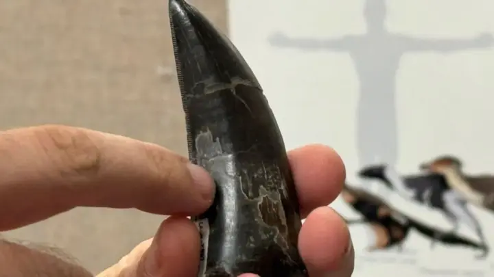 Substâncias químicas encontradas nos dentes do Tiranossauro rex mostram que esse enorme predador era um animal de sangue quente, como os humanos