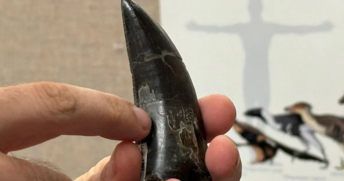 Substâncias químicas encontradas nos dentes do Tiranossauro rex mostram que esse enorme predador era um animal de sangue quente, como os humanos