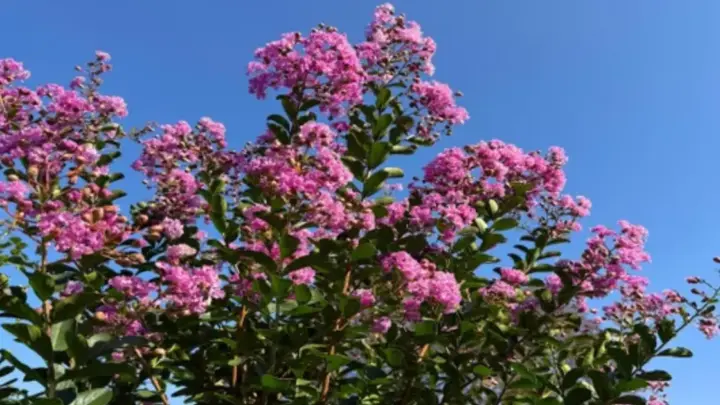 O que é a murta-chinesa e por que suas flores parecem de papel: a história da espécie que virou queridinha do paisagismo
