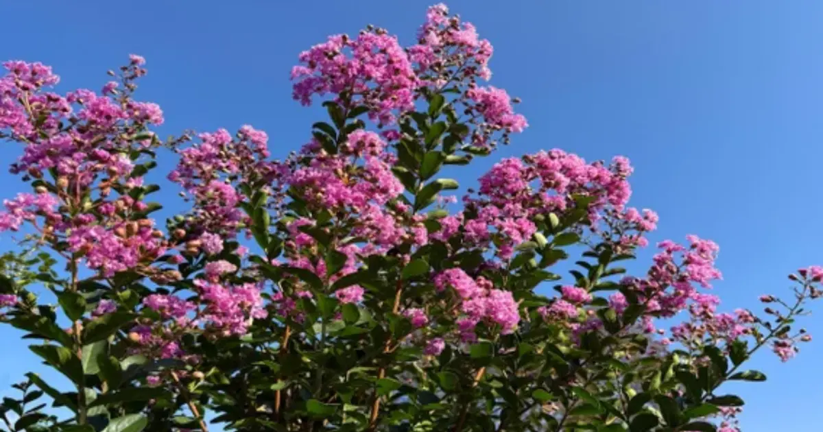 O que é a murta-chinesa e por que suas flores parecem de papel: a história da espécie que virou queridinha do paisagismo