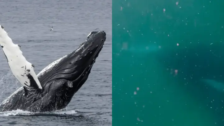 Animal sente luto? Baleia-jubarte que se recusou a abandonar filhote morto ajuda cientistas a entenderem o comportamento