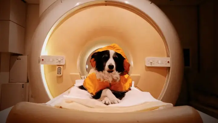 É algo que todo dono de cachorro sabe mas agora temos a ciência para provar: os cães realmente conseguem perceber quando estamos felizes ou tristes