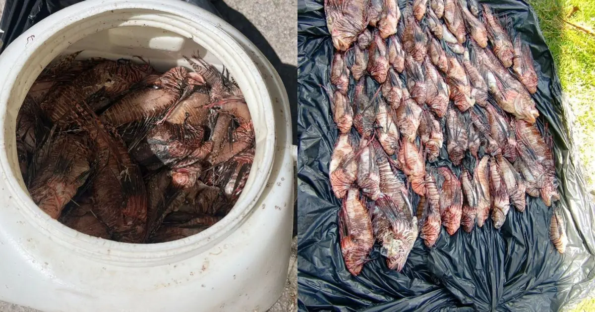 Mais de 400 peixes-leão capturados em Porto Seguro; predador ameaça espécies nativas