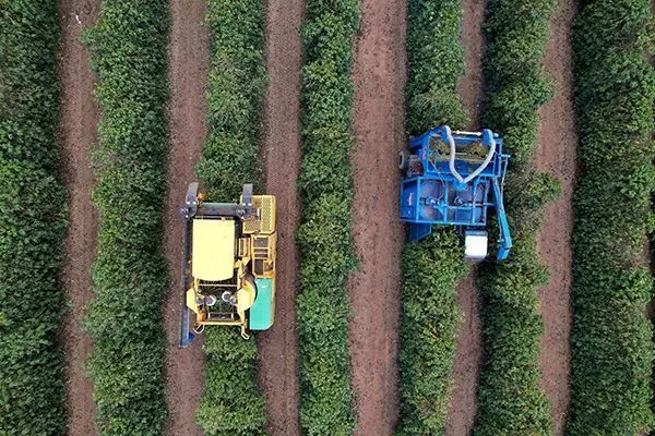 Café do Brasil apresenta florada precoce e nova safra pode chegar mais cedo