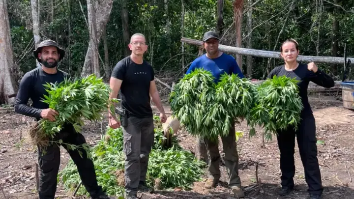 Vídeo: polícia destrói plantação com cerca de 2 mil pés de maconha na Reserva Chico Mendes