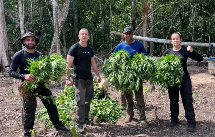 Vídeo: polícia destrói plantação com cerca de 2 mil pés de maconha na Reserva Chico Mendes