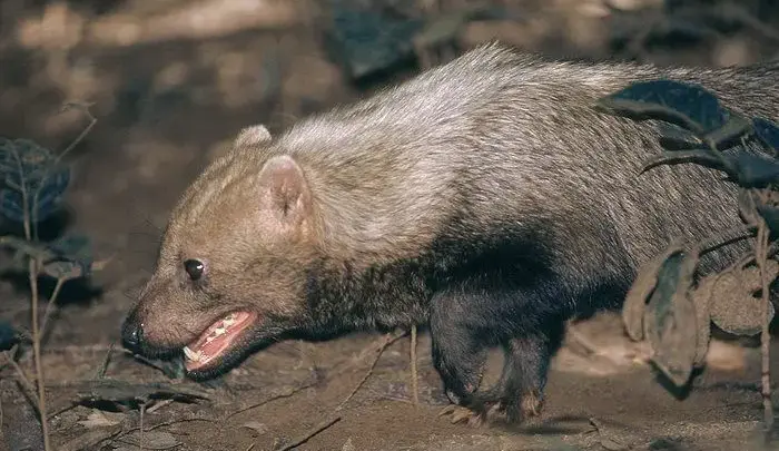 Raro cachorro-vinagre é visto em áreas naturais do Sesc Pantanal. Ele é um dos menores canídeos do Brasil e leva esse nome devido ao forte odor da urina