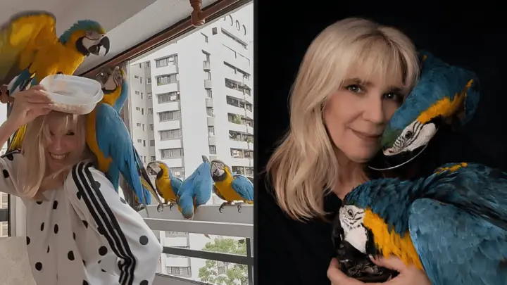 Araras retribuem carinho com visitas diárias à janela de mulher que conquistou sua confiança; entenda por que há tantas aves dessa espécie na Venezuela