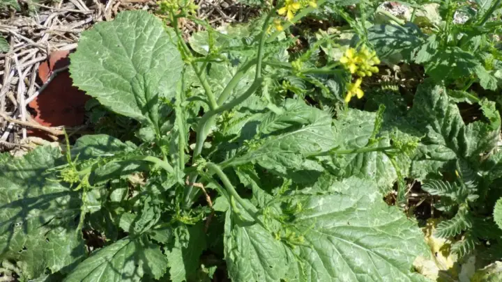 Hortaliças absorvem ouro do solo e você pode plantá-las agora mesmo