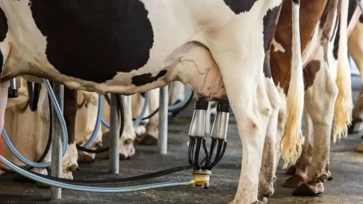 Custo de produção de leite sobe 4,13% no ano e pressiona margem do produtor