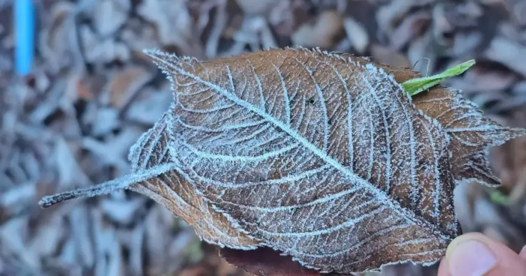 Cidades de SC registram temperaturas negativas e até neve; veja vídeo