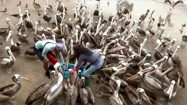 Super El Niño aquece água, diminui comida e obriga pelicanos famintos a se aglomerarem em busca de peixes em mercados; população de aves pode sumir