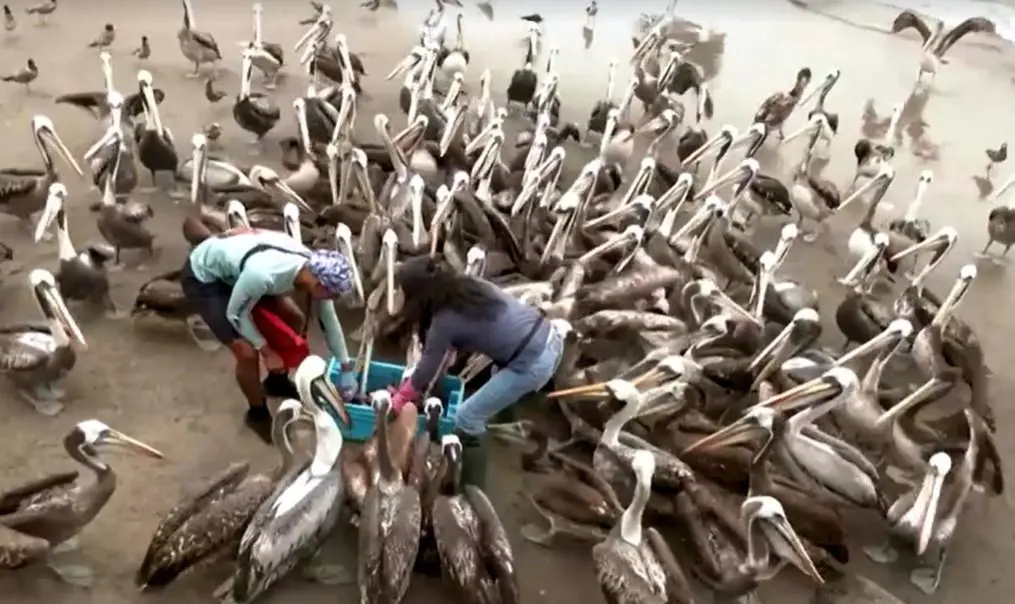 Super El Niño aquece água, diminui comida e obriga pelicanos famintos a se aglomerarem em busca de peixes em mercados; população de aves pode sumir