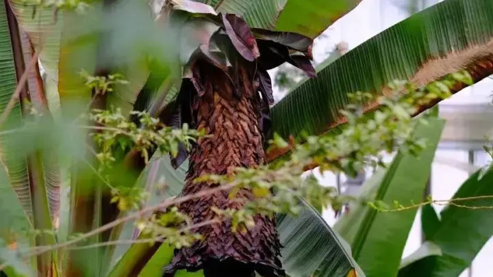 “Árvore contra a fome” poderia alimentar milhões. Então, por que ela é cultivada apenas em um lugar?