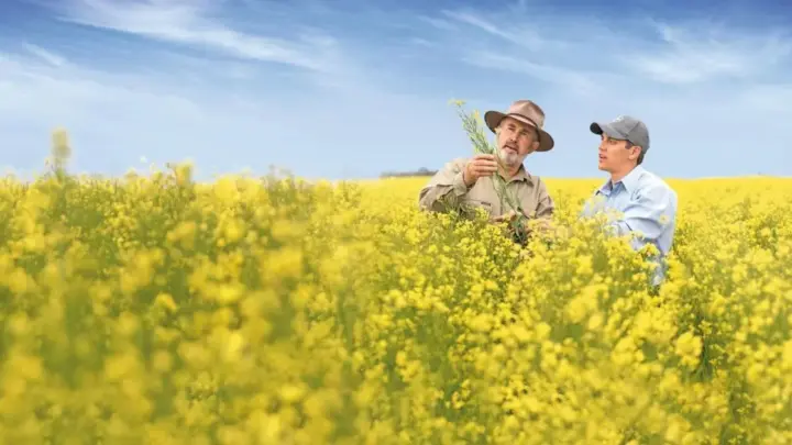 Bayer e Neste fecham acordo para ampliar canola para biocombustíveis
